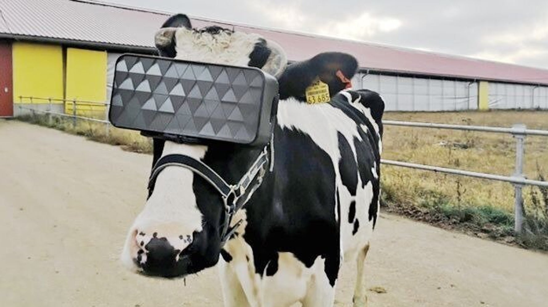 牛もvrを装着する時代に 夏の牧草地 の疑似体験で 牛乳生産が増加する実験始まる ハフポスト