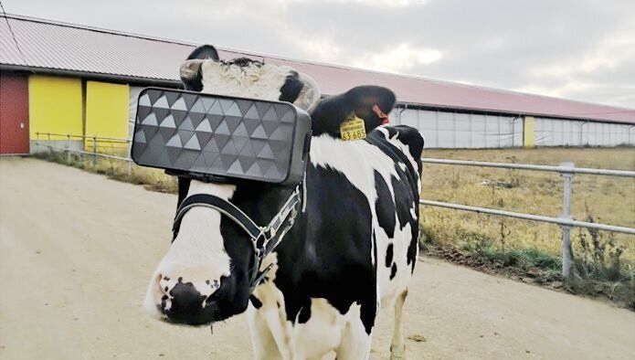 特別に設計されたVRを装着する牛（画像を明るく加工しました）