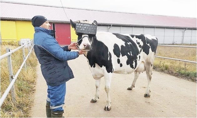 牛もvrを装着する時代に 夏の牧草地 の疑似体験で 牛乳生産が増加する実験始まる ハフポスト