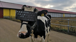 La Russie teste la réalité virtuelle sur des vaches pour améliorer leur production de