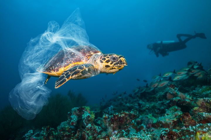 プラスチックごみが体に付着した海亀