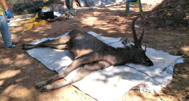 The animal was found at the Khun Sathan National Park in Nan Province on Tuesday