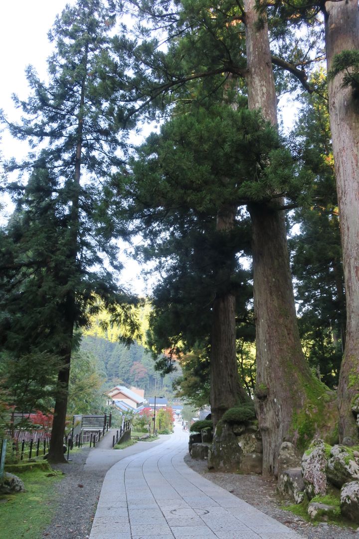 せせらぎが響く永平寺川の脇に、杉と一体化した参道が 