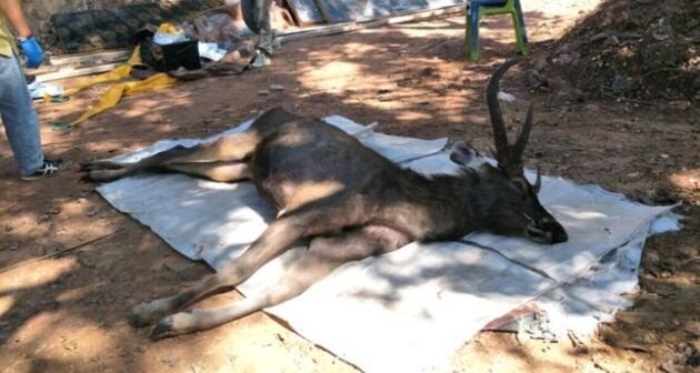 クンサターン国立公園で発見された、シカ