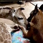 死にかけていた赤ちゃんキリン、ずっと見守っていた番犬と大親友に　頭を寄せ合い一緒に毛づくろい
