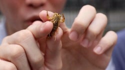 昆虫食の世界に体当たりで挑んだ。コオロギ、サソリ...本音100%の感想は？