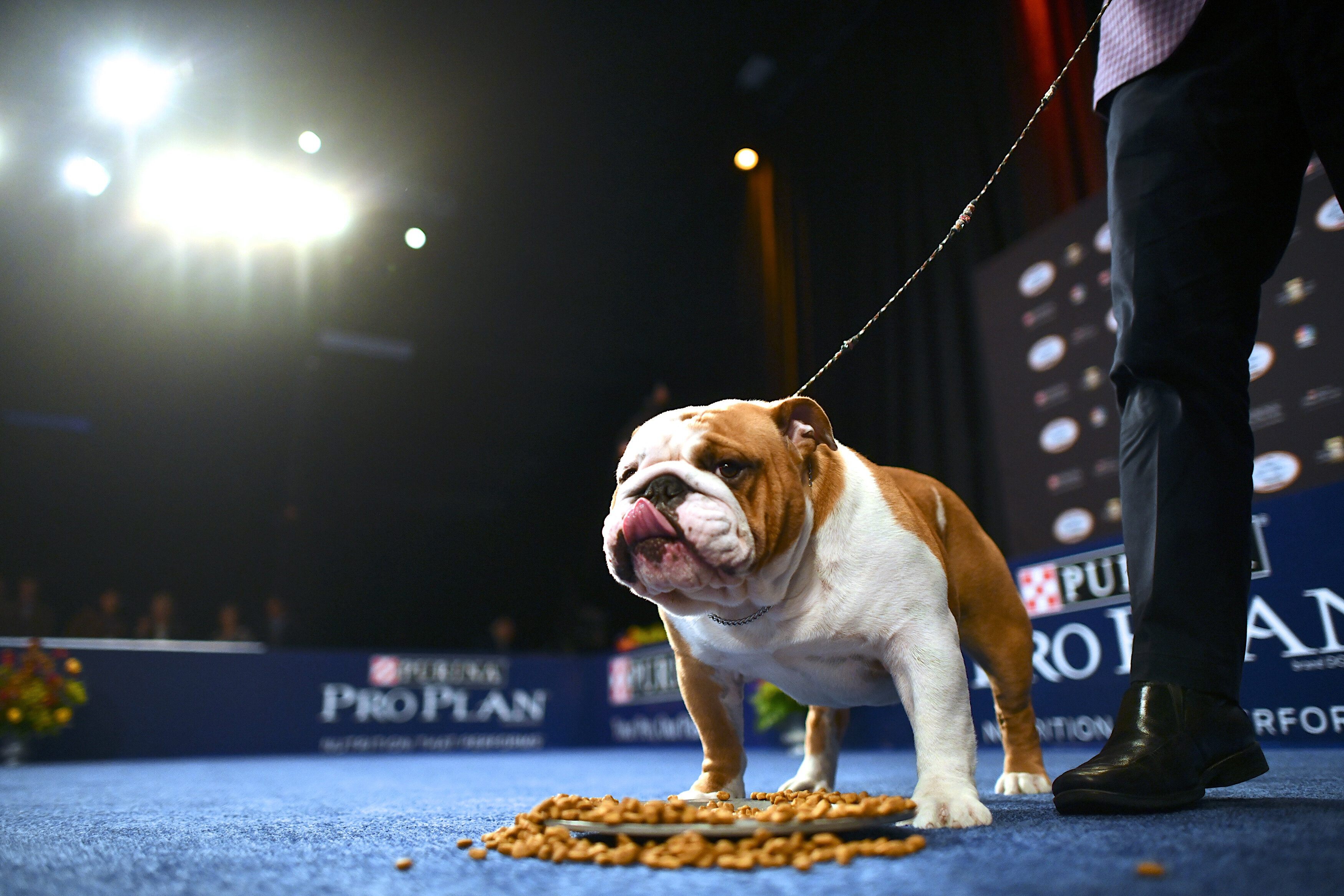 Thor The Bulldog Won The National Dog Show And Fans Are Screaming ...