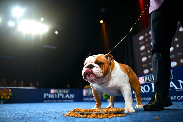 A bulldog named Thor wins Best in Show.