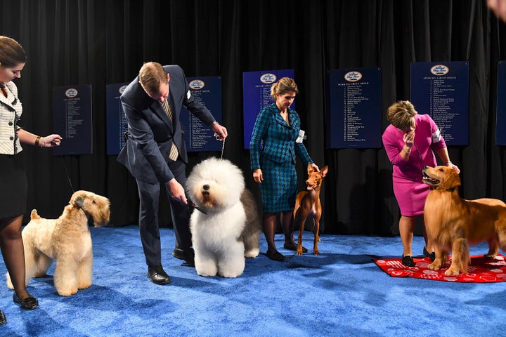 Best in Group dogs, including a soft-coated wheaten terrier, an Old English sheepdog, a pharaoh hound and a golden retriever, wait backstage before competing for the Best in Show award, which went to a bulldog.