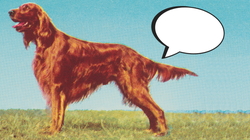 Todo lo que puedes saber por la posición de la cola de tu