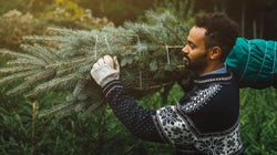 Peut-on acheter trop tôt son sapin de