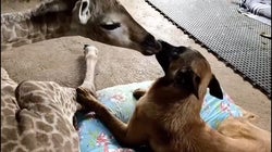 Un perro cuida de una jirafa abandonada por su