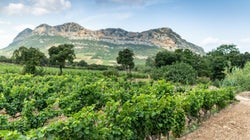 Des fraudes corses pourraient coûter 1,4 milliard d’euros à la