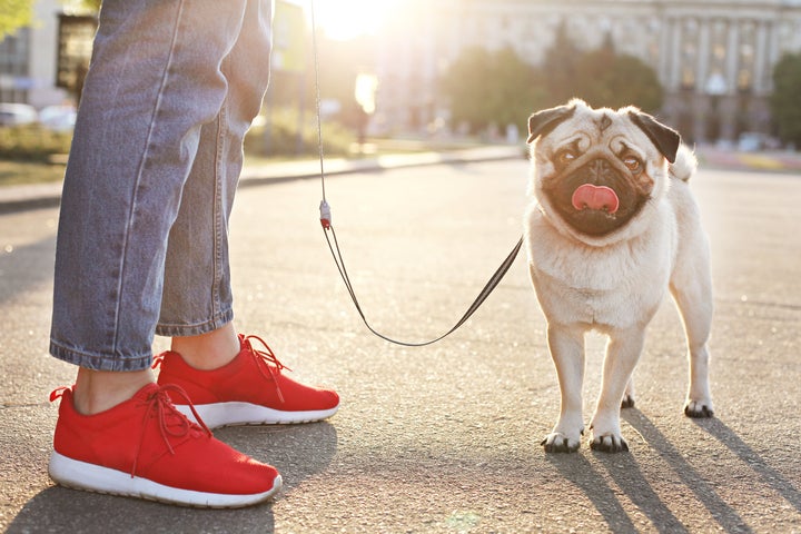 "Oh hai. Please walk me and then give me all the treats."