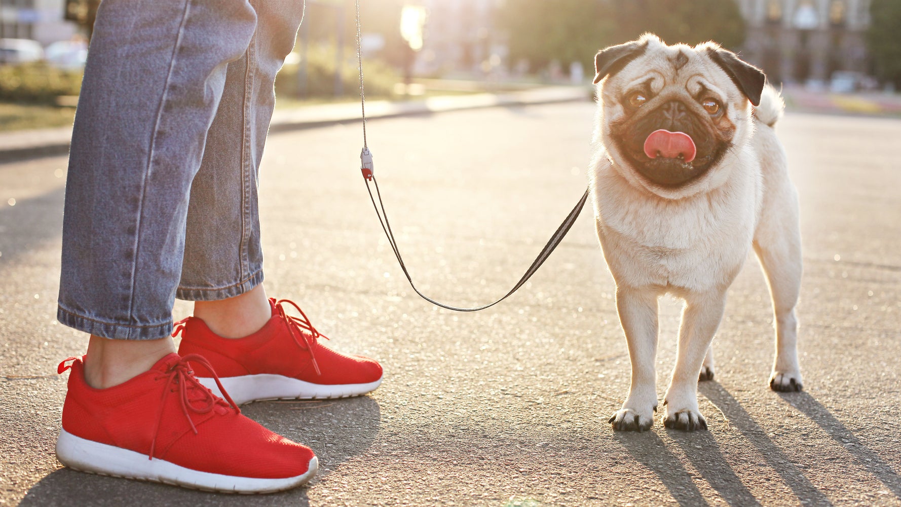 Walking A Dog Can Help You Feel Less Lonely And Isolated HuffPost Life