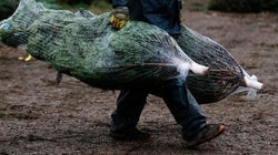 Vaut-il mieux acheter son sapin de Noël en ligne ou en