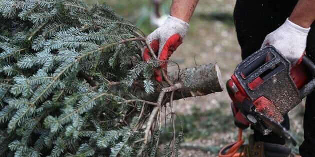 Pour trouver et acheter le sapin de Noël parfait, suivez ce guide  Le 