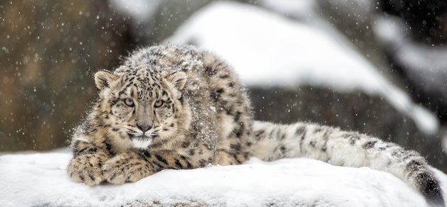 ¿Eres capaz de encontrar al leopardo?: El reto visual que vuelve loco a