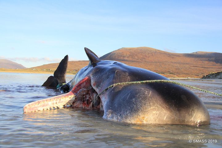 The carcass of the sperm whale found on Luskentyre Beach.