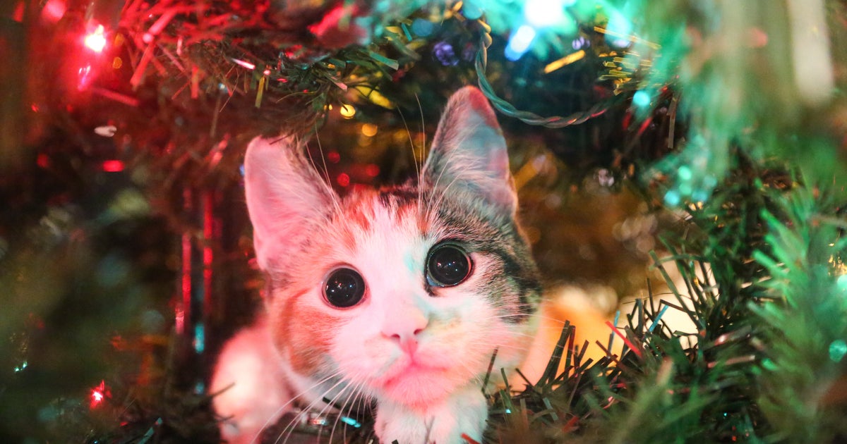 Cats Are Already Going For The Christmas Trees And It's Carnage