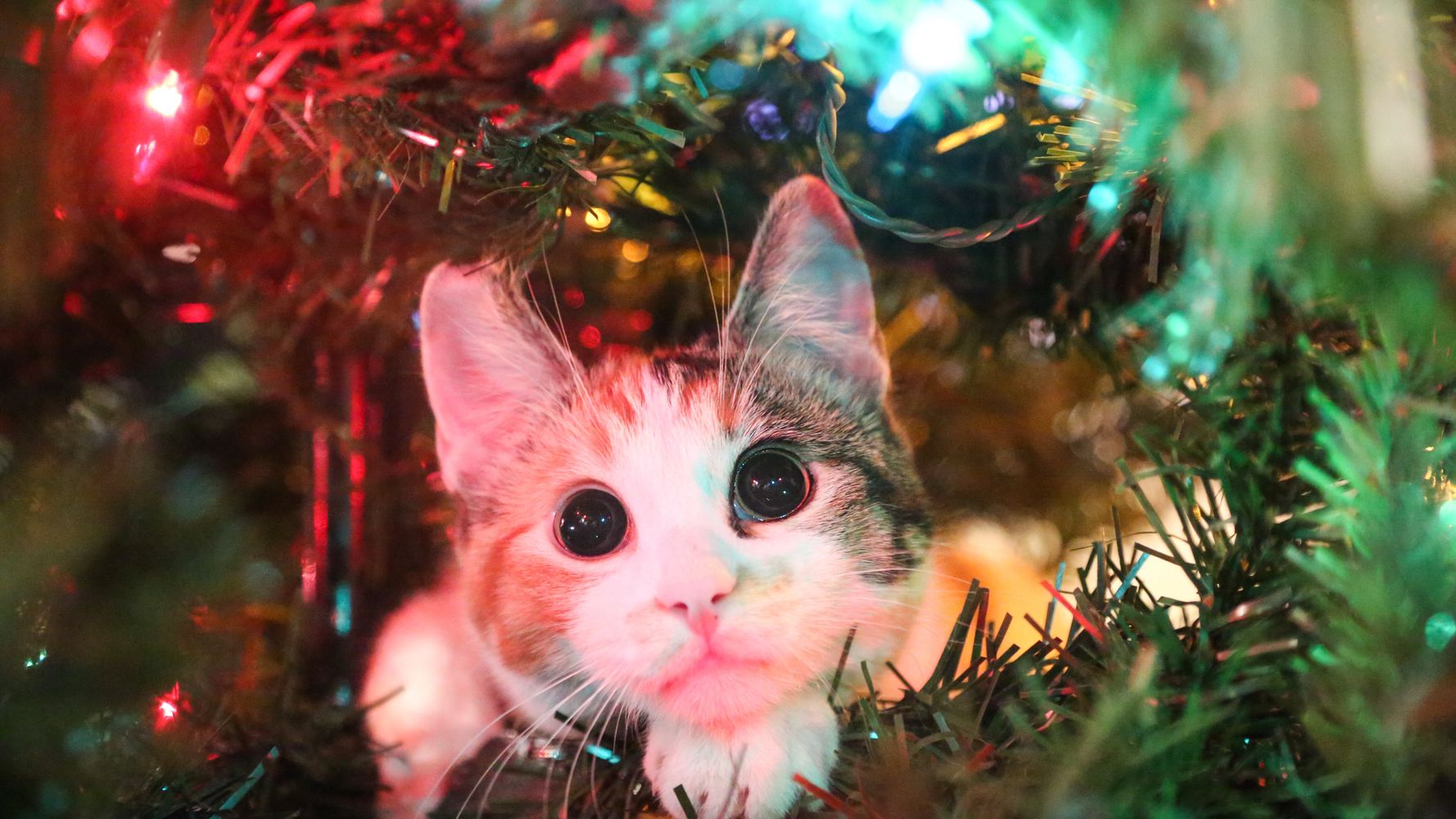 Cats Are Already Going For The Christmas Trees And It S