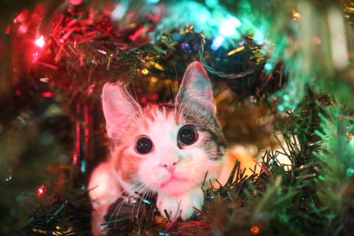 Cats Are Already Going For The Christmas Trees And It S