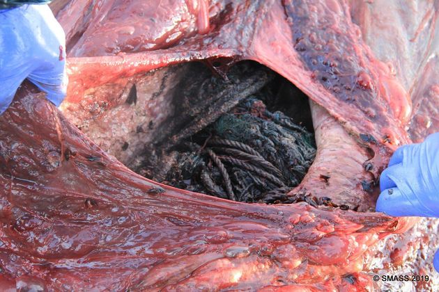 Σκωτία: 100 κιλά σκουπίδια μέσα στο στομάχι μιας φάλαινας – Συγκλονιστικές οι