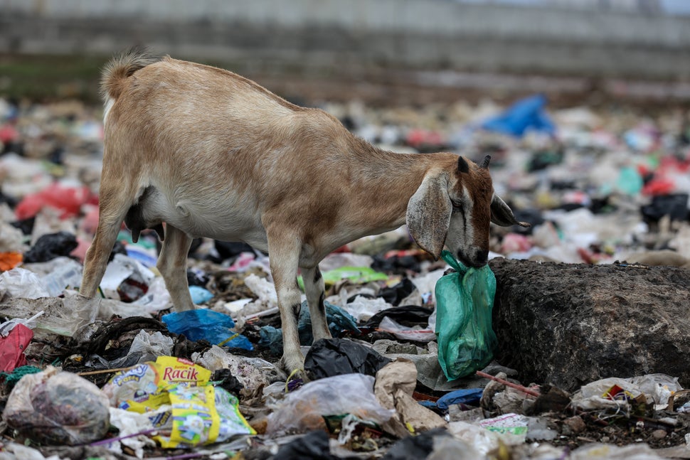 A goat is foraging for food inside a plastic bag in Jakarta, Indonesia, on Feb. 15, 2019. (Photo by Andrew Gal/NurPhoto via Getty Images)