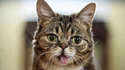 Lil Bub, la chatte mème d’internet est