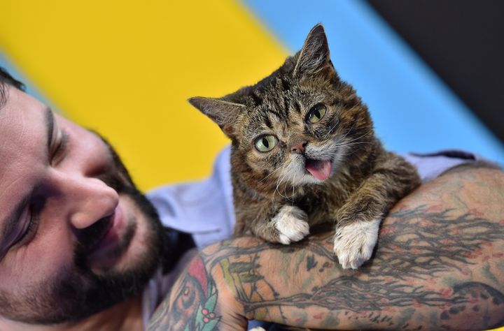 Lil Bub arrives at the premiere of EuropaCorp's "Nine Lives" at TCL Chinese Theatre on Aug. 1, 2016, in Hollywood, California.