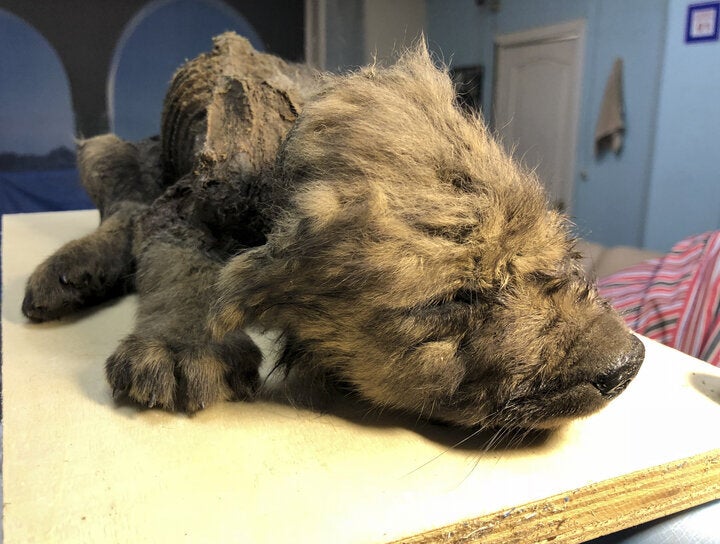 The remains of a prehistoric puppy found preserved in permafrost in Russia's Far East are seen at the Yakutsk's Mammoth Museum in Russia.