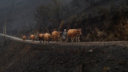 Emergencia climática: ¿Escuchan el grito