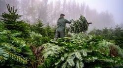 À cause du réchauffement climatique, des variétés de sapins disparaissent en