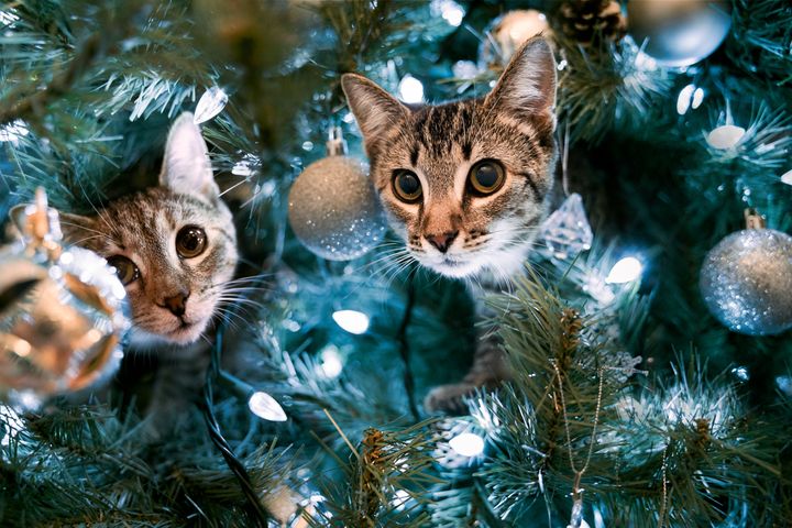 Δύο γάτες μέσα σε ένα χριστουγεννιάτικο δέντρο.