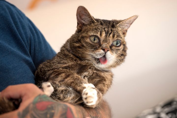 Η Λιλ Μπαμπ, μια από τις πιο δημοφιλείς γάτες του Διαδικτύου, πέθανε σε ηλικία οκτώ χρονών. 