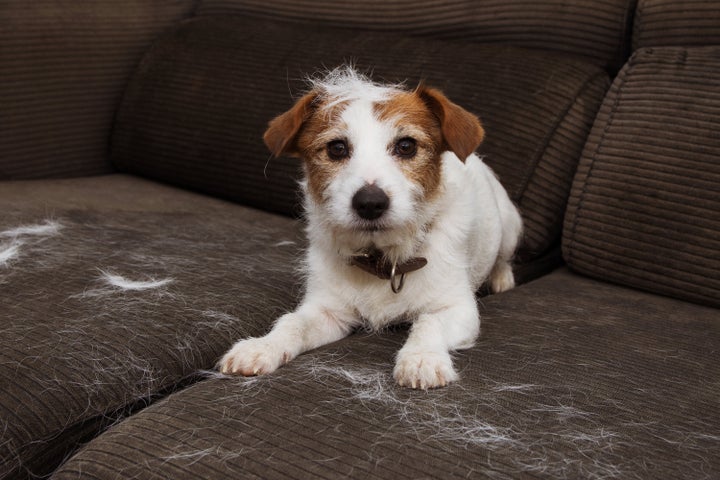 Ocho trucos para quitar los pelos de tu mascota de los muebles y la ropa |  El Huff Post Life