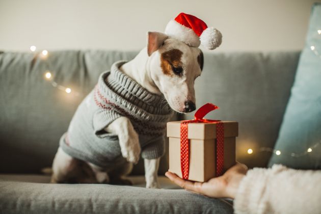 Young woman celebrating New Year at home with her dog. Dog wear costume, she giving present to her dog