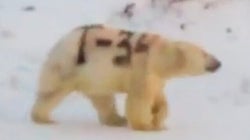 Un ours blanc avec une fourrure peinturlurée suscite des