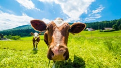 ¿Es cierto que las flatulencias de las vacas son una amenaza para el cambio