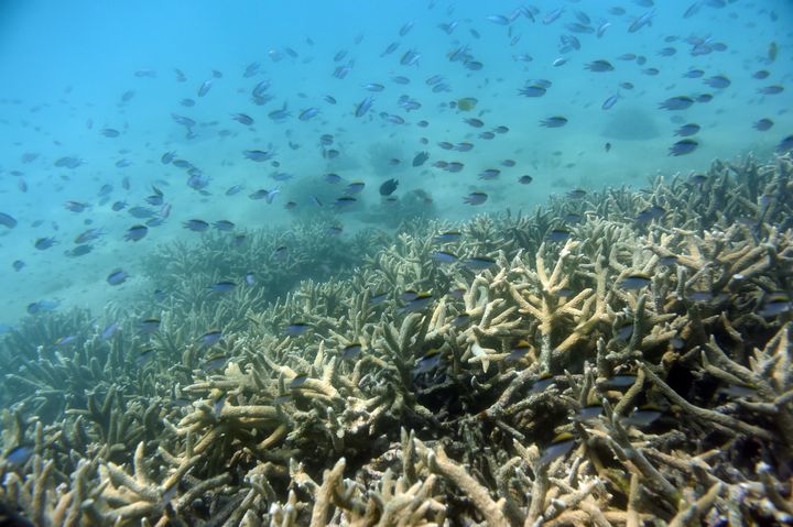 Scientists have warned that runaway climate change could unleash a spate of devastating effects, including mass death of the planet's coral reefs.