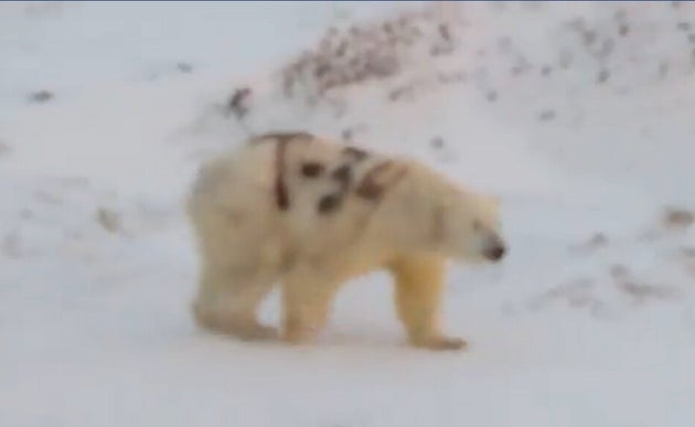 体にスプレーで T 34 と落書きされたシロクマが ロシアで撮影される ハフポスト