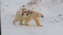 Encuentran un oso polar con un grafiti