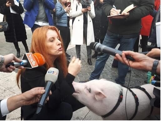 Michela Brambilla Con Un Maialino Davanti A Montecitorio Stop Alle Torture Fisiche E Psicologiche Sui Suini L Huffpost