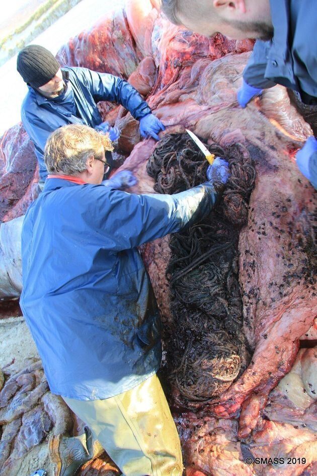 A sperm whale which beached and died off the Isle of Harris was found to have 100kg of plastic inside it