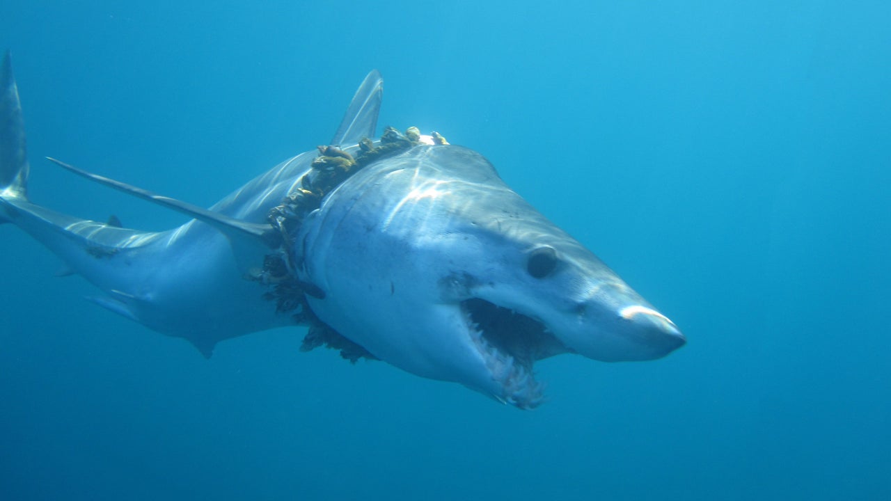 Ghost fishing gear is suffocating ocean life - Greenpeace Aotearoa