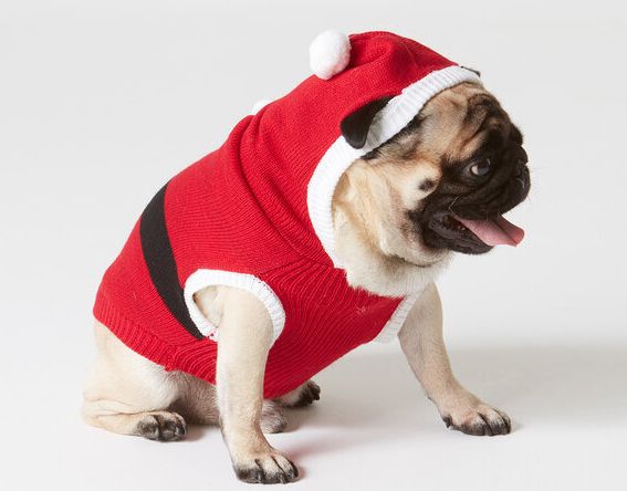 The 10 Best Christmas Jumpers For Dogs