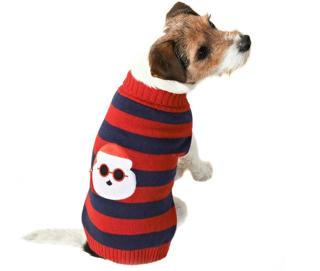 Santa Light-Up Christmas Dog Jumper, B&M Stores, £5.00