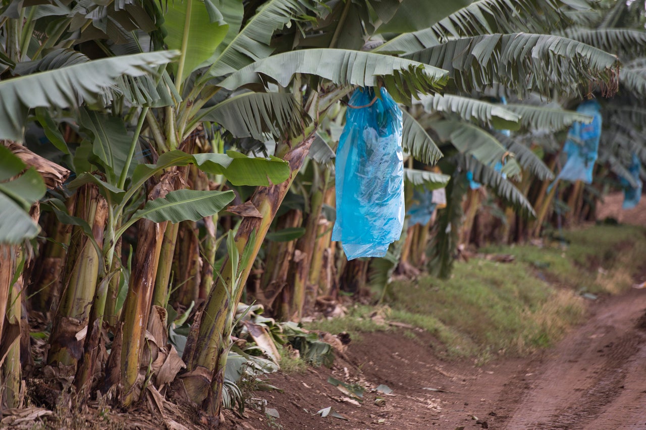 Commercially-grown bananas are wrapped in plastic to protect them from becoming disfigured. 