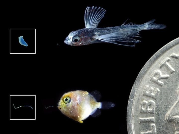 Larval flying fish (top) and triggerfish (bottom) with tiny pieces of ingested plastics shown to their left. Larger images of the plastics appear in boxes further left. Dime shown for scale.