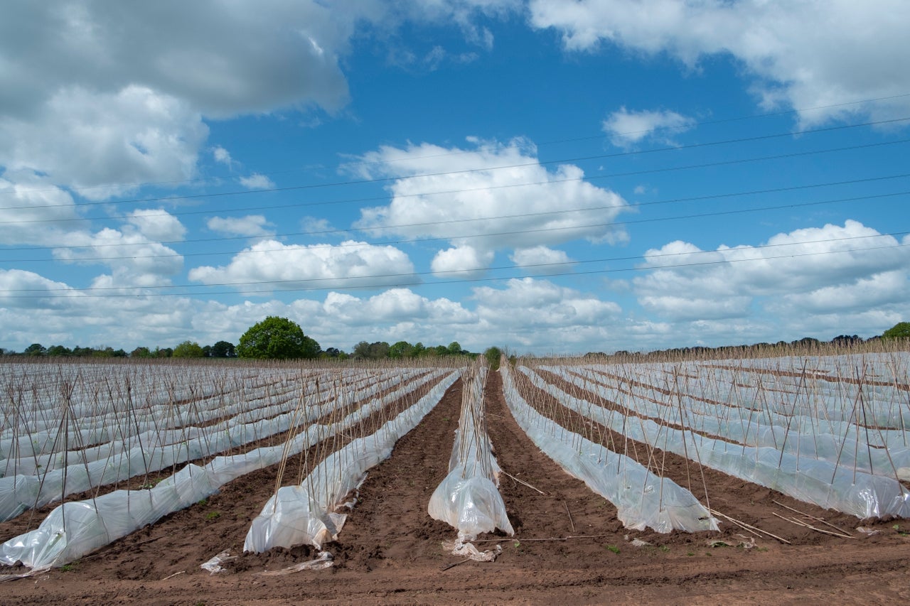 Crop of runner beans being grown in huge numbers under plastic on a farm near Hartlebury, England, United Kingdom. 